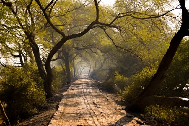 केवलादेव राष्ट्रीय उद्यान सड़क के रास्ते से कैसे पहुंचें - How To Reach Keoladeo National Park By Road in Hindi