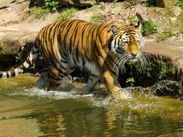 दुधवा नेशनल पार्क में पाए जाने वाले वन्यजीव -Fauna Of Dudhwa National Park In Hindi