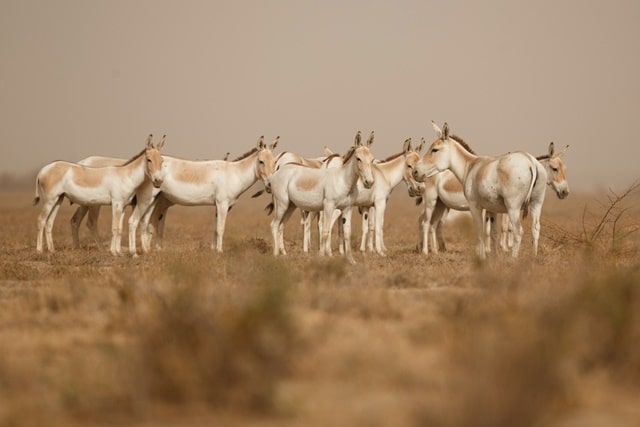 कच्छ रेगिस्तान वन्यजीव अभयारण्य – The Kutch Desert Wildlife Sanctuary