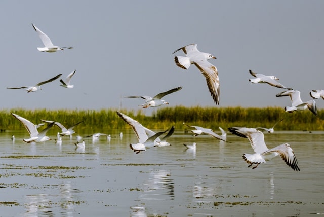 चिल्का झील पक्षी अभयारण्य - Nalabana Bird Sanctuary In Hindi