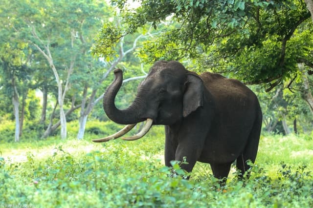 कोटा में घुमने लायक जगह दर्रा वन्य जीव अभयारण्य कोटा- Places To Visit In Kota Darrah Wildlife Sanctuary In Hindi