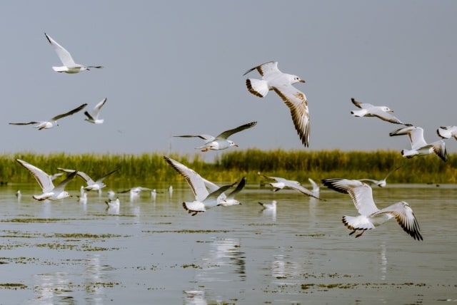 भरतपुर राष्ट्रीय उद्यान - Bharatpur National Park "The Bird Heaven" In Hindi