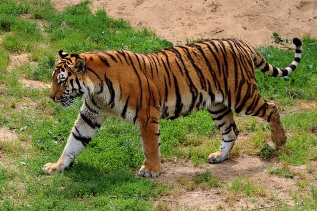 नाहरगढ़ किले में जैविक उद्यान - Nahargarh Biological Park In Hindi