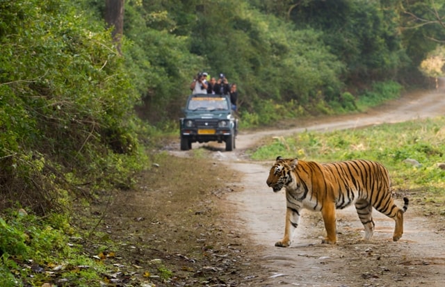 बांधवगढ़ राष्ट्रीय उद्यान - Bandhavgarh National Park In Hindi