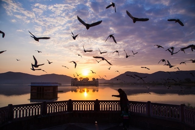  जल महल पक्षी प्रेमियों का स्वर्ग - Jal Mahal - Bird Watcher's Paradise In Hindi