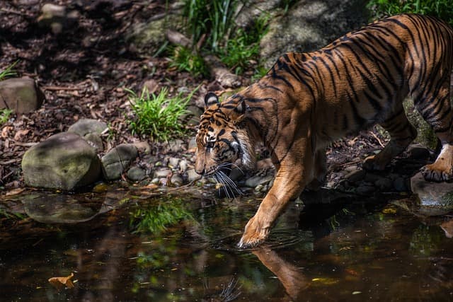 तमिलनाडु में देखने वाली जगह अनामलाई टाइगर रिजर्व - Tamil Nadu Me Dekhne Wali Jagah Annamalai Tiger Reserve In Hindi