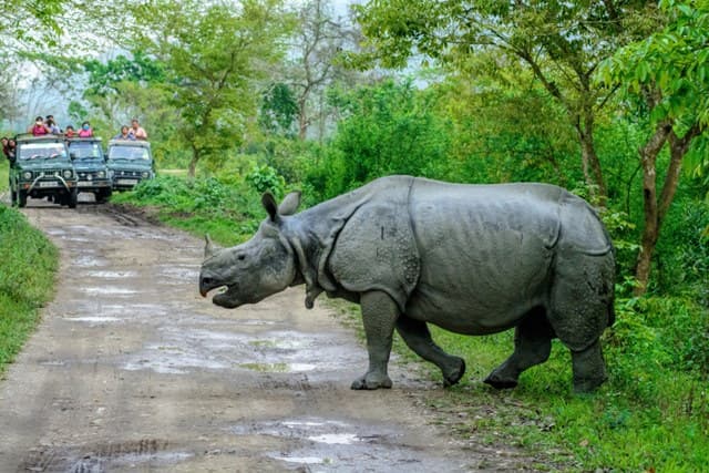 गुवाहाटी आकर्षक स्थल काजीरंगा राष्ट्रीय उद्यान - Kaziranga National Park Guwahati Attractions In Hindi