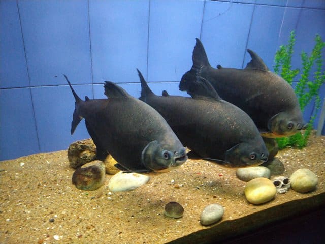 विशाखापट्टनम प्रसिद्ध पर्यटन स्थल मत्यादर्शिनी एक्वेरियम - Visakhapatnam Famous Tourist Spot Matsyadarshini Aquarium In Hindi