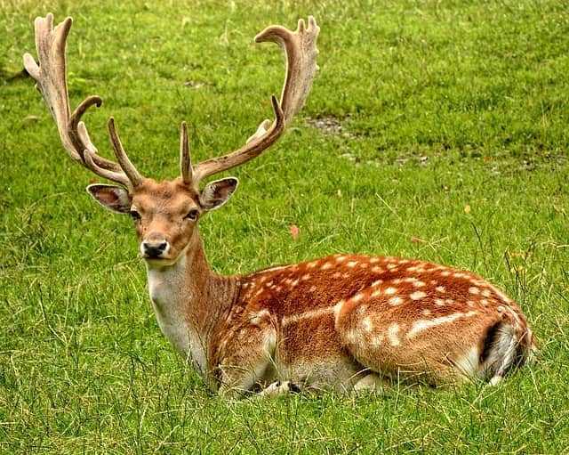 मालसी डियर पार्क देहरादून - Malsi Deer Park Dehradun In Hindi