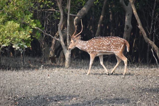 बल्लभपुर वन्यजीव अभयारण्य पश्चिम बंगाल पर्यटन - Ballabhpur Wildlife Sanctuary West Bengal Tourism In Hindi