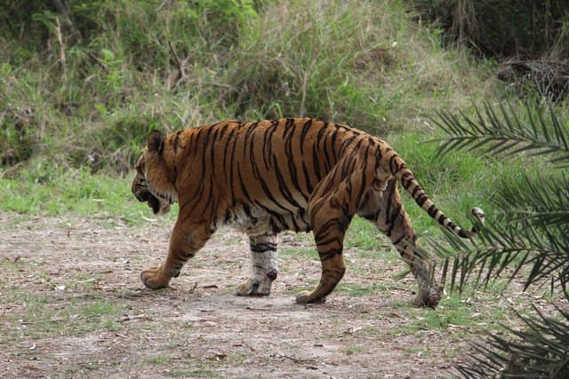 लुधियाना में मनोरंजन के लिए टाइगर सफारी – Ludhiana Me Anand Le Tiger Safari Ka In Hindi