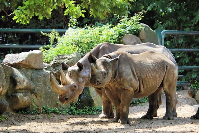 गुवाहाटी में घूमने वाली जगह चिडियांघर - Guwahati Mein Ghumne Vali Jagah Guwahati Zoo In Hindi