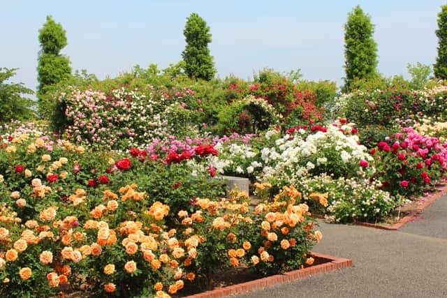 ऊटी का फेमस पर्यटन स्थल रोज गार्डन – Ooty Me Dehkne Layak Jagah Ooty Rose Garden In Hindi