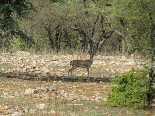 चित्तौड़गढ़ टूरिज्म में घूमने लायक जगह भैंसरगढ़ वन्यजीव अभयारण्य - Chittorgarh Tourism Me Ghumne Layak Jagha Bhainsrorgarh Wildlife Sanctuary In Hindi