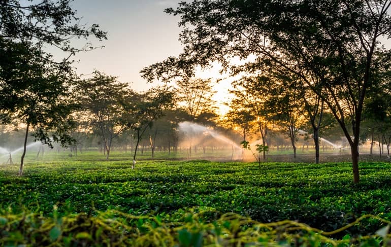 पालमपुर के चाय के बागानों में क्या क्या कर सकते है