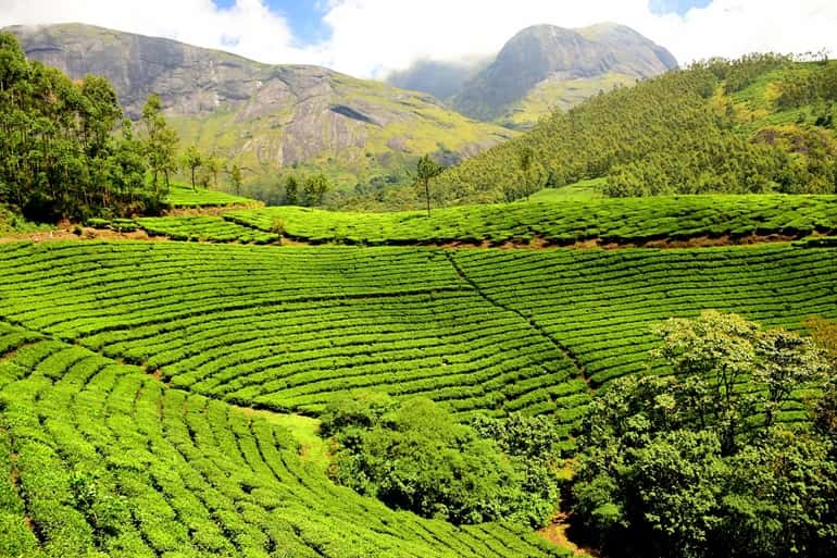 पालमपुर चाय बागानों में चाय का ब्रांड