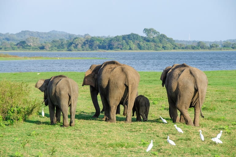 श्रीलंका में एडवेंचर करने की जगह उदावलावे नेशनल पार्क