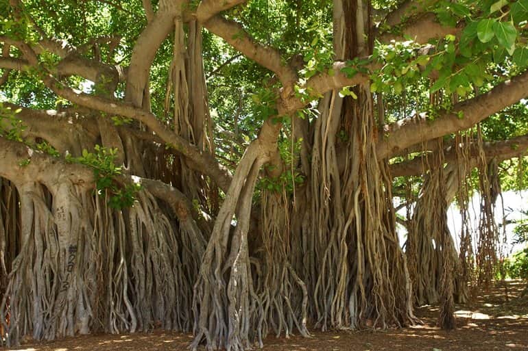भारत में देखने लायक रहस्यमयी ग्रेट बरगद का पेड़, कोलकाता