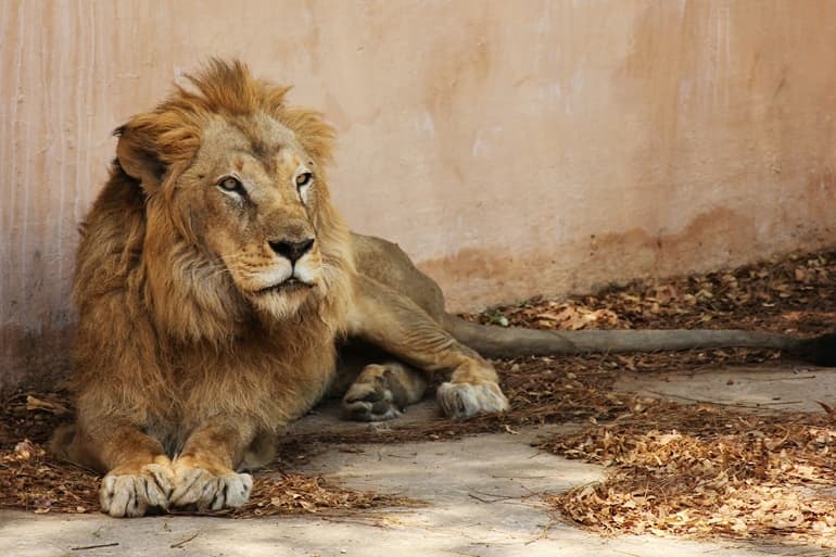जयपुर चिड़ियाघर घूमने की जानकारी – Jaipur Zoo In Hindi