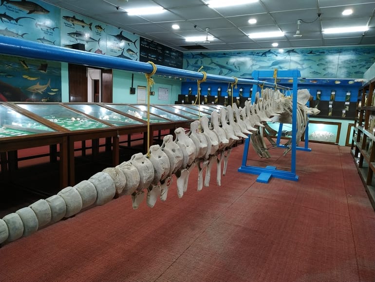 लक्षद्वीप का खुबसूरत दर्शनीय स्थल मरीन संग्रहालय - Lakshadweep Ke Khubsurat Darshaniya Sthal Marine Museum In Hindi