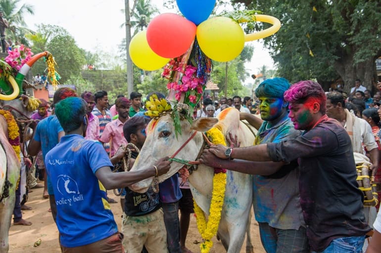 तमिलनाडु राज्य का प्रसिद्ध पोंगल त्यौहार 