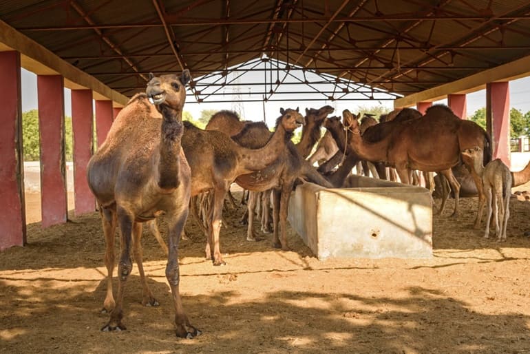 Best Time To Visit National Camel Research Center In Hindi