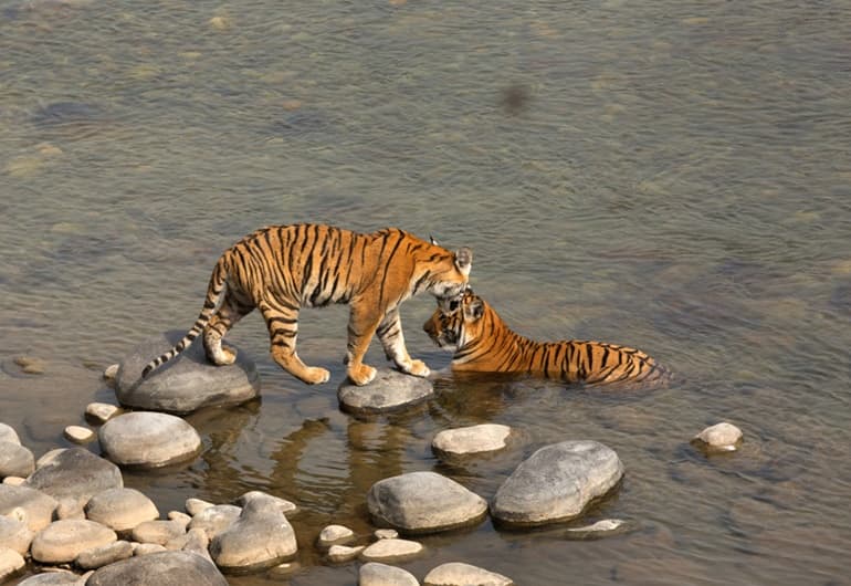 पीलीभीत टाइगर रिजर्व की जानकारी - Pilibhit Tiger Reserve In Hindi