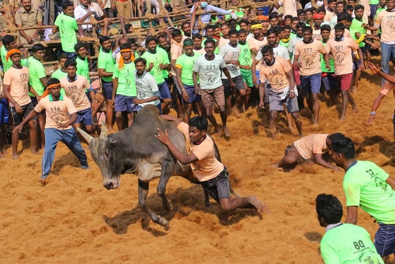 तमिलनाडु का सबसे मशहूर फेस्टिवल जल्लीकट्टू बुल फेस्टिवल