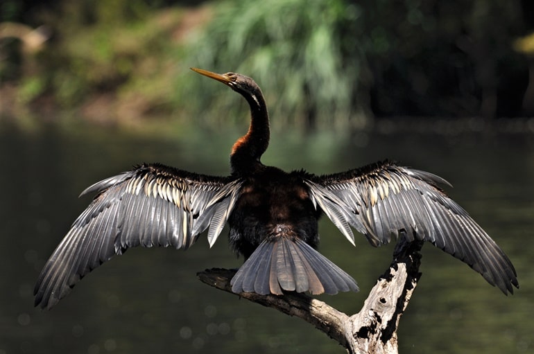 Porbandar Ka Aakarshan Sthal Porbandar Bird Sanctuary In Hindi
