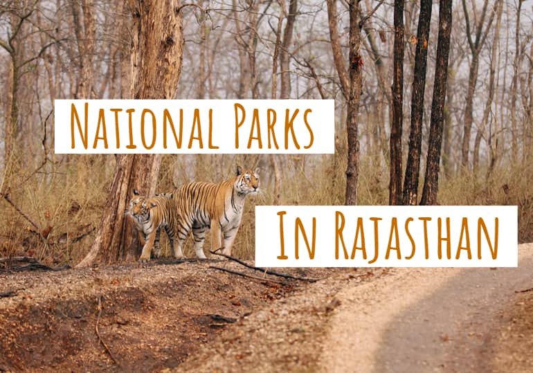 राजस्थान के प्रमुख राष्ट्रीय उद्यान के नाम - National Parks In Rajasthan In Hindi