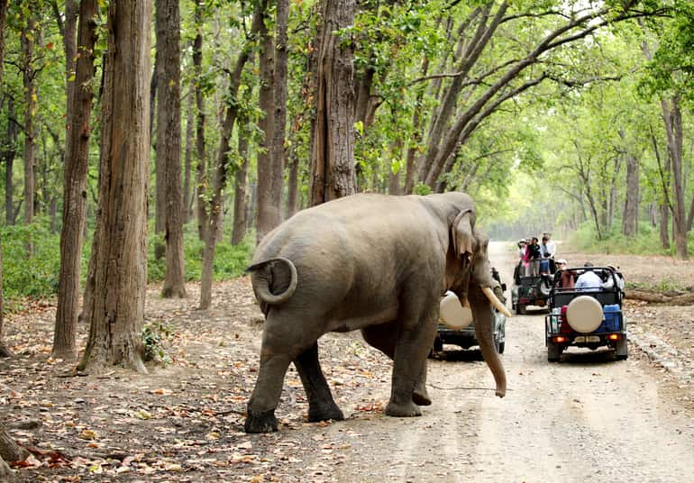 वायनाड का दर्शनीय स्थल वन्यजीव अभयारण्य - Wayanad Ka Darshaniya Sthal Wildlife Sanctuary In Hindi