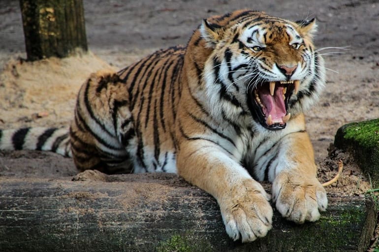 New Jalpaiguri Ke Famous Tourist Place Buxa Tiger Reserve In Hindi