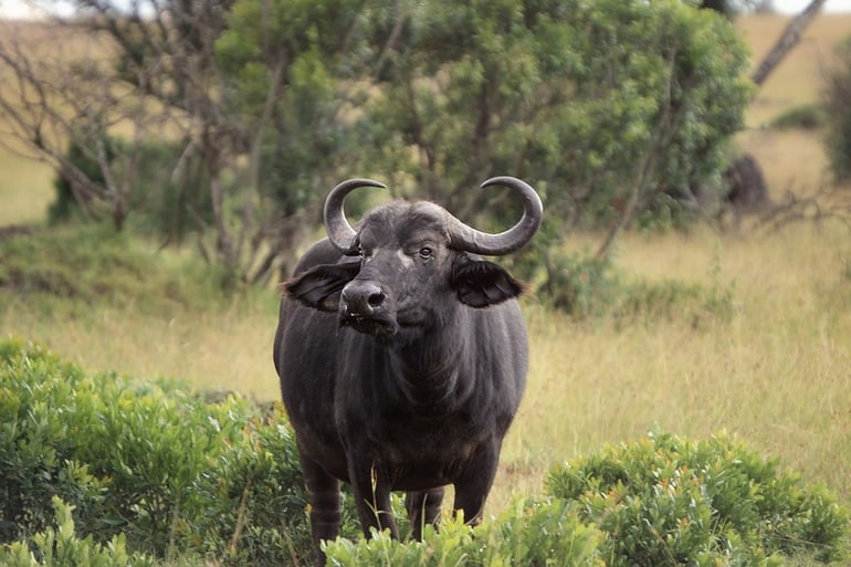 भारतीय जंगली भैंस - Indian Wild Buffalo In Hindi