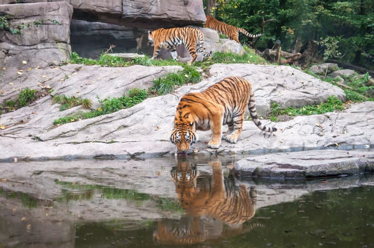 भारत के 10 प्रमुख जंगली जानवर –  TOP 10 wild animals of India In Hindi