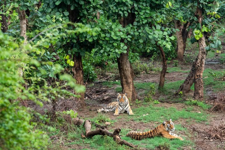 बंगाल टाइगर - Bengal Tiger In Hindi