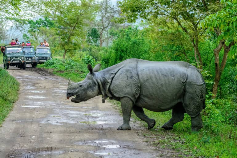 भारतीय गैंडा - Indian Rhinoceros In Hindi