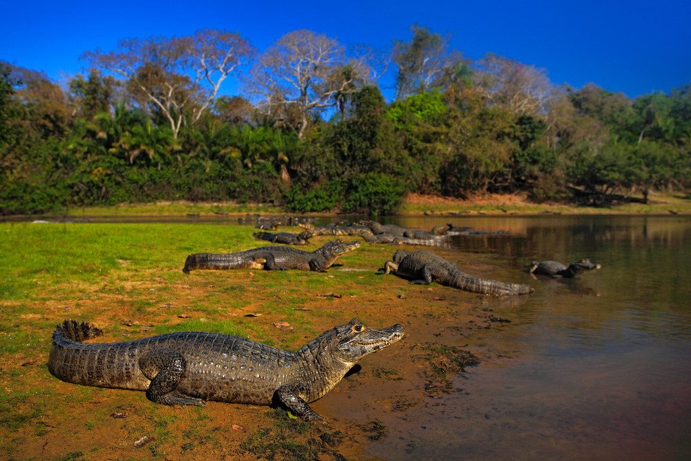 मगरमच्छ – Crocodiles In Hindi