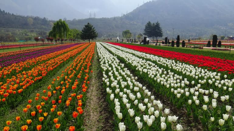 इंदिरा गांधी मेमोरियल ट्यूलिप गार्डन – Indira Gandhi Memorial Tulip Garden In Hindi