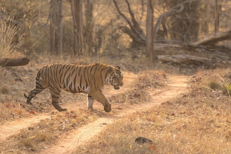 बीर मोती बाग वन्यजीव अभयारण्य - Bir Moti Bagh Wildlife Sanctuary In Hindi