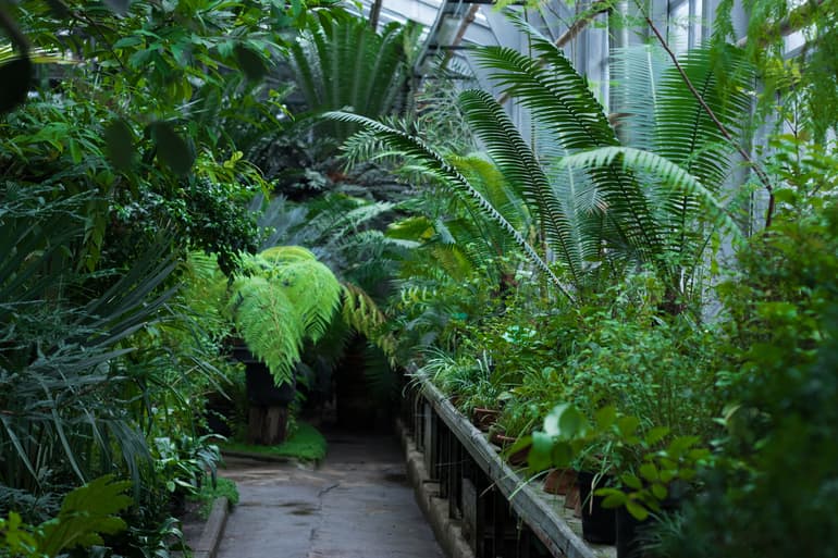 बॉटनिकल गार्डन पांडिचेरी - Botanical Garden Pondicherry In Hindi