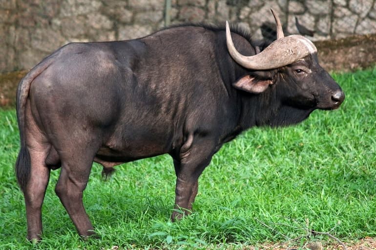 केप भैंस - Cape buffalo In Hindi
