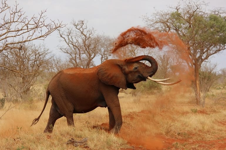 हाथी – Elephants In Hindi