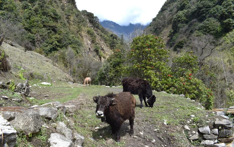 कंचनजंगा राष्ट्रीय उद्यान की वनस्पति और वन्यजीव - Flora and Fauna of Khangchendzonga National Park In Hindi