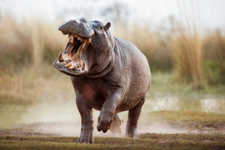 हिप्पोपॉटेमस – Hippopotamus In Hindi