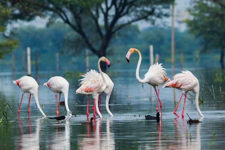 खिजडिया पक्षी अभयारण्य - Khijadiya Bird Sanctuary In Hindi
