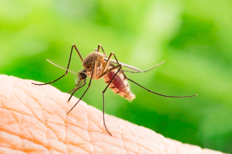 मच्छर – Mosquitoes In Hindi
