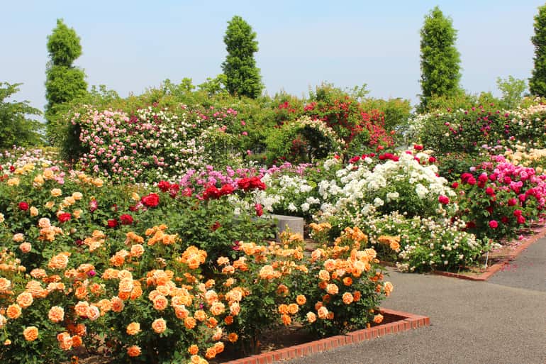 रोज गार्डन ऊटी - Rose Garden Ooty In Hindi
