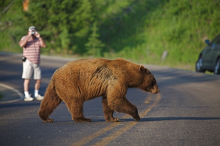येलोस्टोन राष्ट्रीय उद्यान की वन्यजीवों को देखें - See Wild Animals In Yellowstone National Park In Hindi