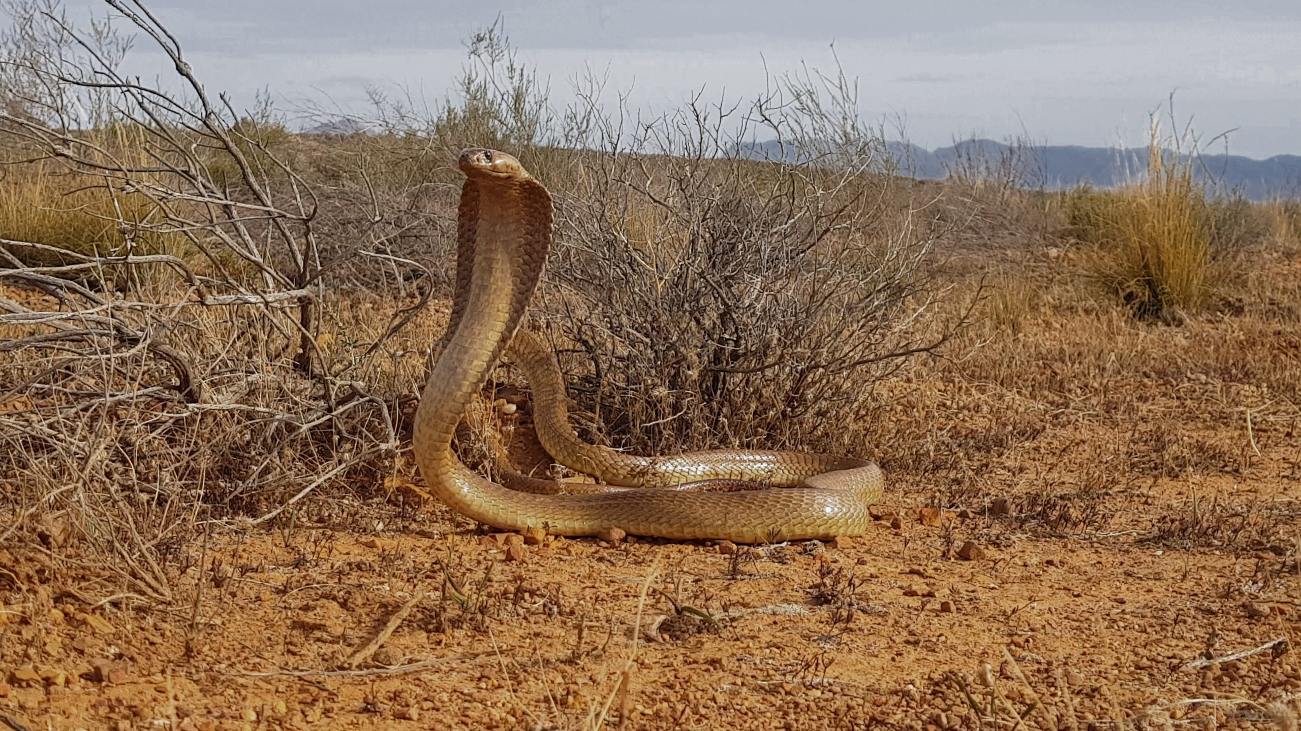 साप – Snakes In Hindi