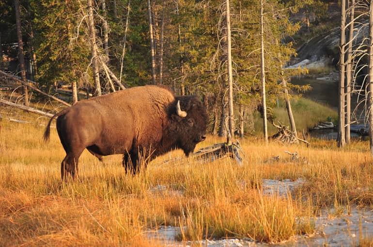 येलोस्टोन राष्ट्रीय उद्यान के वन्य जीव – Yellowstone National Park Wildlife In Hindi